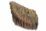 Fossil Woolly Mammoth Lower Molar - Nice Roots! #292760-5